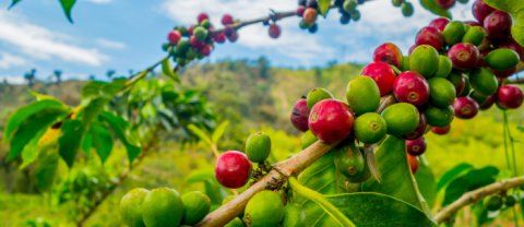 ¿Qué son los agronegocios? 